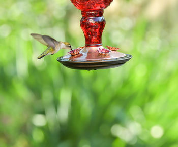 Tiny hummingbird at the feeder