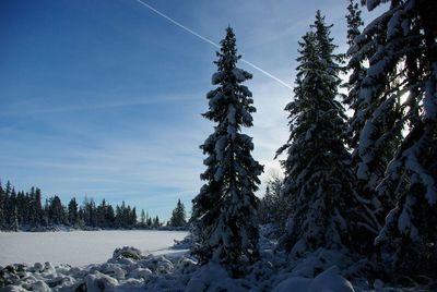 Trees on snow covered landscape