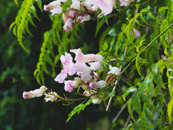 Close-up of pink flowering plant