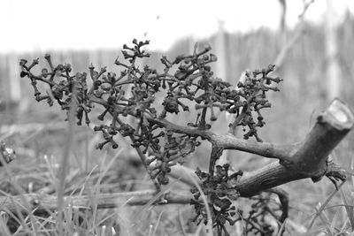 Close-up of flower tree