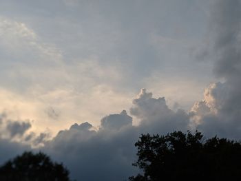 Low angle view of tree against sky