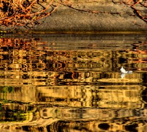 Birds in a lake