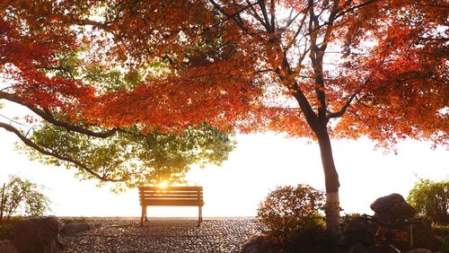Trees growing in sunlight