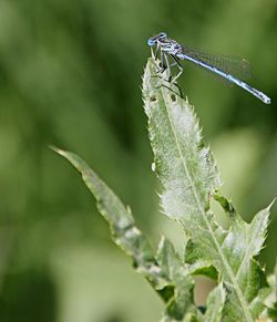 Close-up of insect on plant