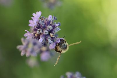 Close-up of insect on purple flower