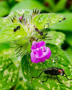 Close-up of water drops on purple flower