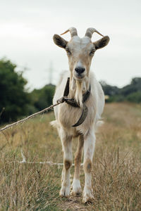 Beautiful white female goat looking at the camera tied on the rope in the steppe on a gloomy day
