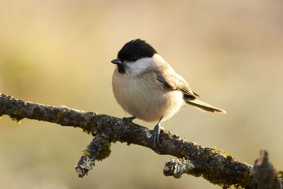 Close-up of bird perching on branch