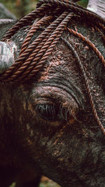 Close-up of an animal