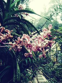 Low angle view of flowering plants