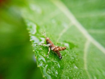 Close-up of insect on leaf