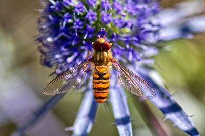 Close-up of hoverfly on blue flower