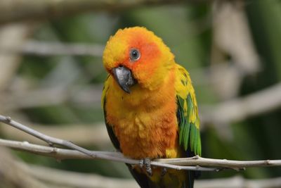 Close-up of parrot perching on branch