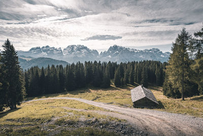 Scenic view of pine trees against sky