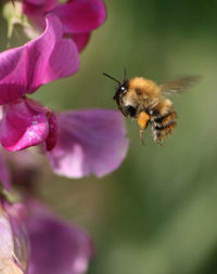 Close-up of bee pollinating on purple flower