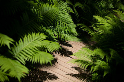 Close-up of palm tree leaves