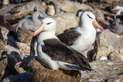 Albatrosses perching on rock