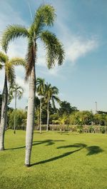 Palm trees in park