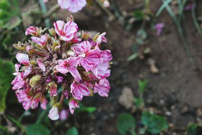 Close-up of pink flowers