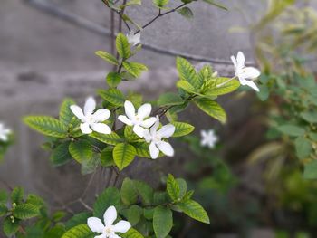 Close-up of white flowering plant