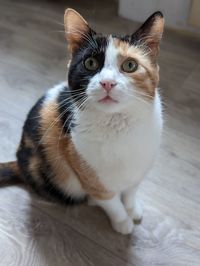 pet