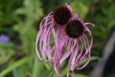 Close-up of pink flower