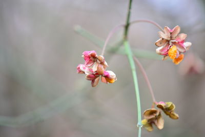 Close-up of pink flowering plant