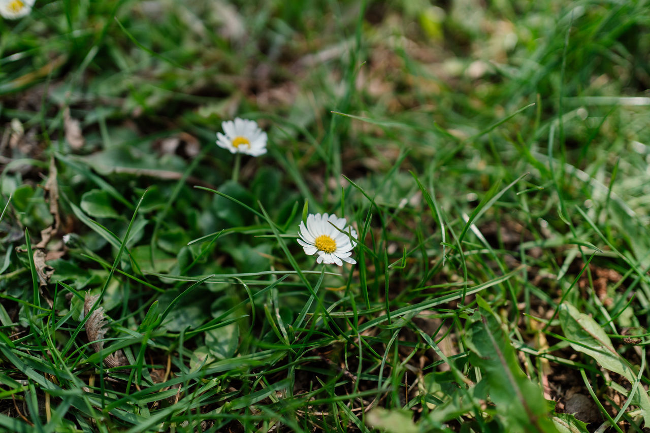 plant, flower, flowering plant, grass, beauty in nature, freshness, nature, green, lawn, growth, fragility, meadow, land, close-up, no people, field, daisy, white, day, outdoors, wildflower, flower head, macro photography, high angle view, petal, focus on foreground, inflorescence, natural environment, plant part, leaf, selective focus