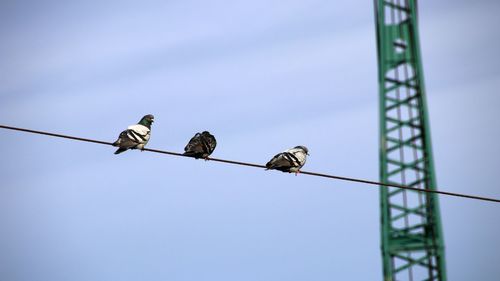 Low angle view of birds perching on cable against sky