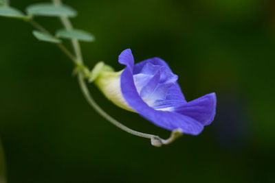 Close-up of purple flower