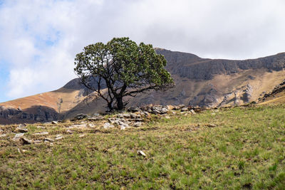 Tree on field by mountain against sky