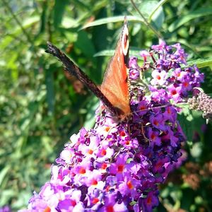 Close-up of butterfly perching on flower