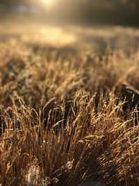 Close-up of crops growing on field against sky