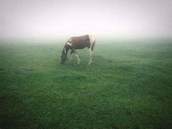 Horse grazing on grassy field