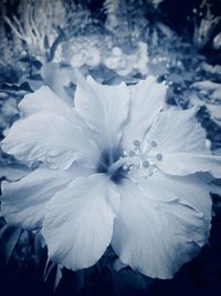 Close-up of white flowering plant