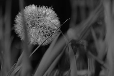 Close-up of dandelion on plant