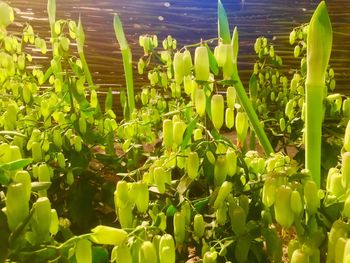 Close-up of cactus growing on field