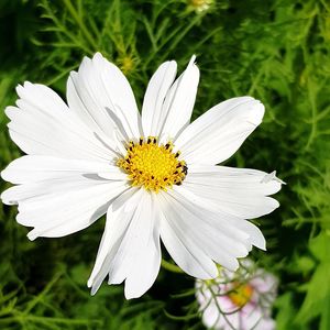 Close-up of white cosmos flower