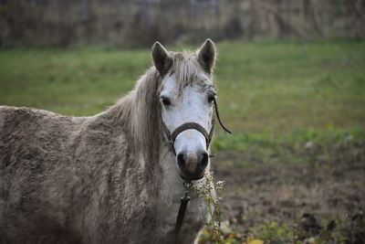 Portrait of horse in ranch