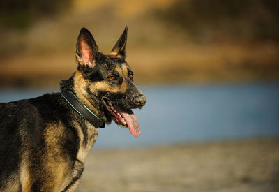 Close-up of a dog