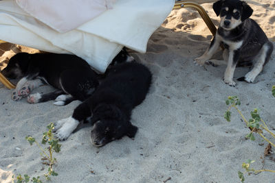 High angle view of two dogs