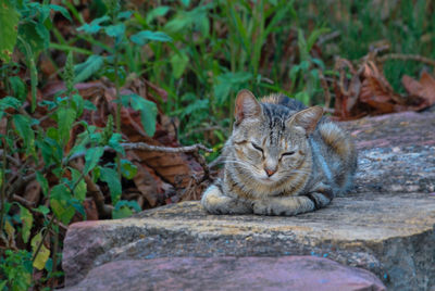 Gray cat lying on a low wall, gray, vegetation, green