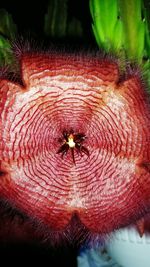 Close-up of red flower