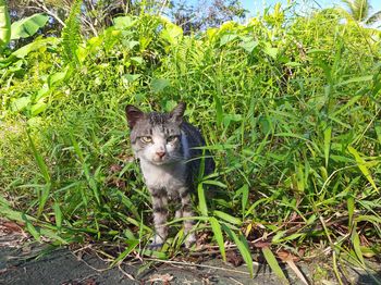 Portrait of a cat lying on field