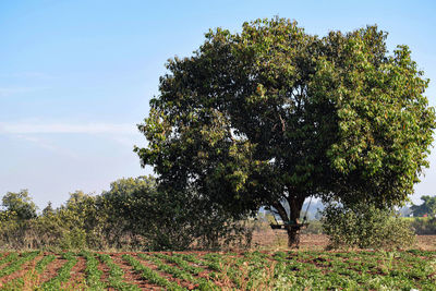 Trees on field against sky