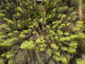 High angle view of tree in forest