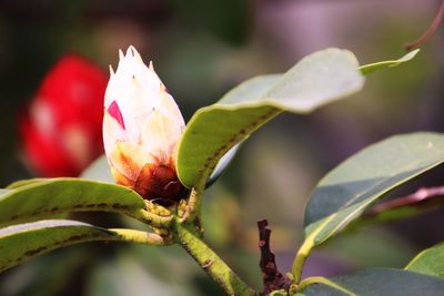 Close-up of red flowering plant