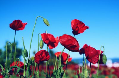 Close-up of red poppy flowers against blue sky