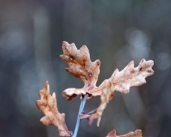 Close-up of dry leaves on plant during winter