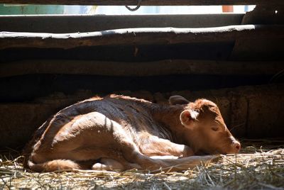 Cow lying in a farm